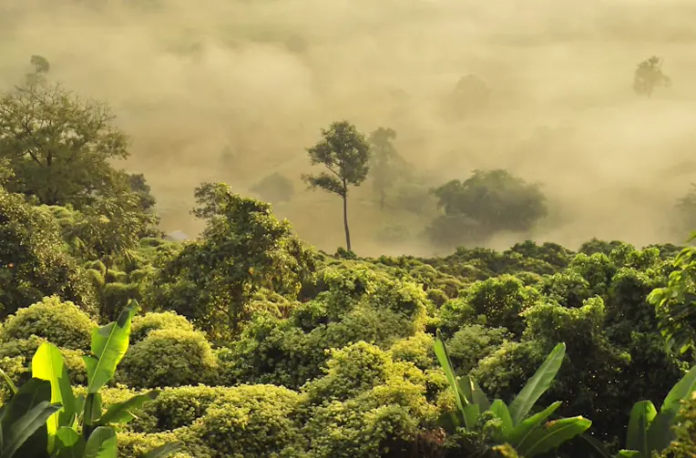 Evaluasi Dampak Perubahan Iklim pada Hutan Tropis